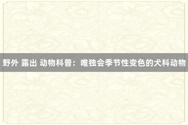 野外 露出 动物科普：唯独会季节性变色的犬科动物